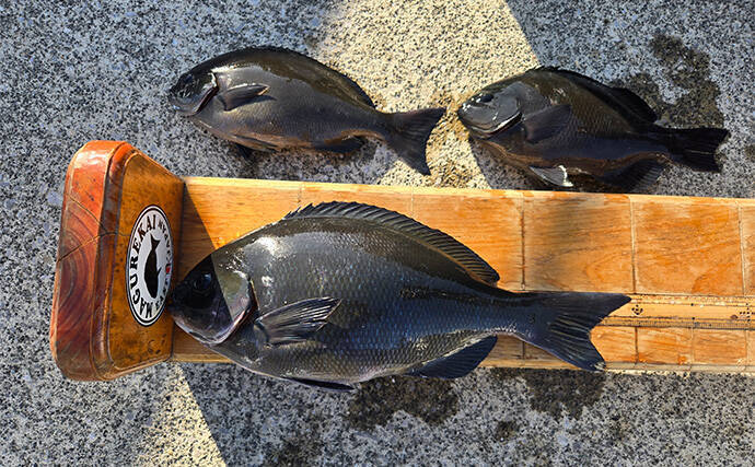 真冬の沖磯で40cm級尾長を好捕！【伊豆半島】 一筋縄でいかない寒メジナ釣りを満喫