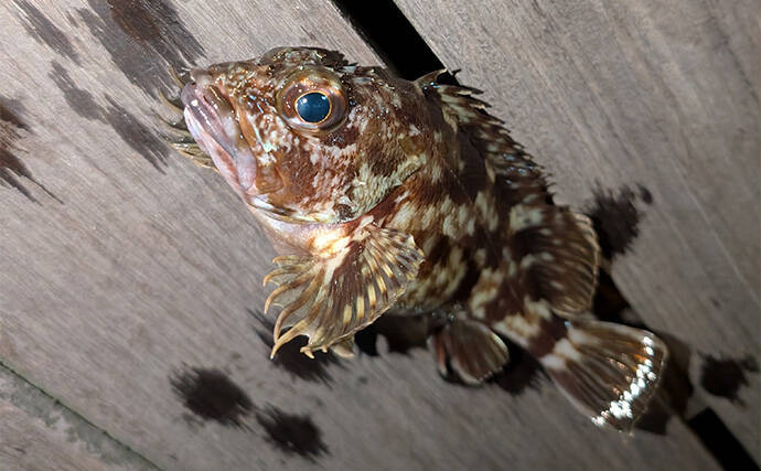 「シーバス狙いから一転！」チョイ投げ釣りでカサゴ連発【愛知・碧南ボードウォーク】