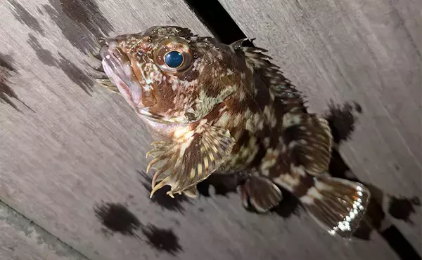 「「シーバス狙いから一転！」チョイ投げ釣りでカサゴ連発【愛知・碧南ボードウォーク】」の画像