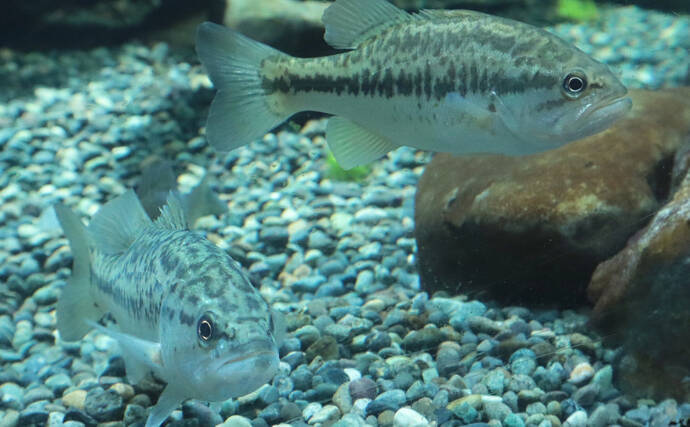 琵琶湖の「南湖」で在来魚の増加が確認される　水質改善と外来生物の駆除が奏功か