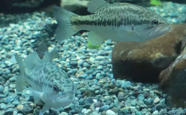 「琵琶湖の「南湖」で在来魚の増加が確認される　水質改善と外来生物の駆除が奏功か」の画像