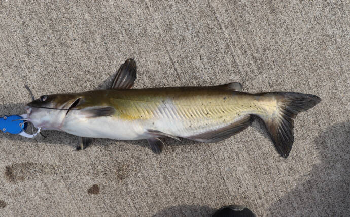 琵琶湖の「南湖」で在来魚の増加が確認される　水質改善と外来生物の駆除が奏功か