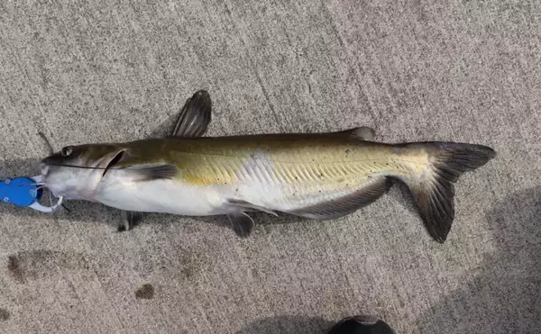 「琵琶湖の「南湖」で在来魚の増加が確認される　水質改善と外来生物の駆除が奏功か」の画像