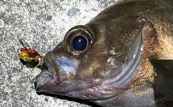 「そんなに釣れない」のにメバリングでバイブレーションを使う理由　思わぬ1尾を連れてくる？