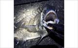「「そんなに釣れない」のにメバリングでバイブレーションを使う理由　思わぬ1尾を連れてくる？」の画像4
