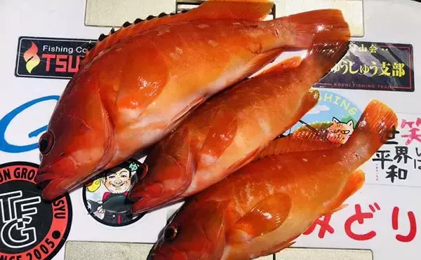 「宮崎の沖磯でルアー＆フカセ釣り満喫　ゲストに高級魚「アカヤガラ」も」の画像