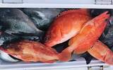 「宮崎の沖磯でルアー＆フカセ釣り満喫　ゲストに高級魚「アカヤガラ」も」の画像9