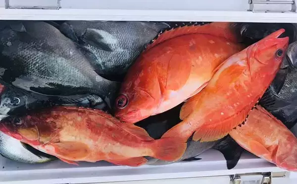 「宮崎の沖磯でルアー＆フカセ釣り満喫　ゲストに高級魚「アカヤガラ」も」の画像