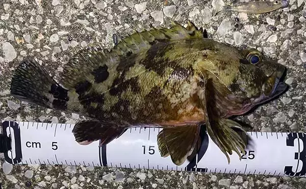 「ルアーカサゴ釣りで【大型狙いには大きめワームがオススメなワケ】 実績ワーム3選も紹介」の画像