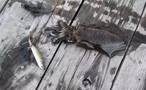 「イカダからヤエン釣りとエギングでアオリイカを狙う【三重】両釣法合わせて8匹をキャッチ」の画像