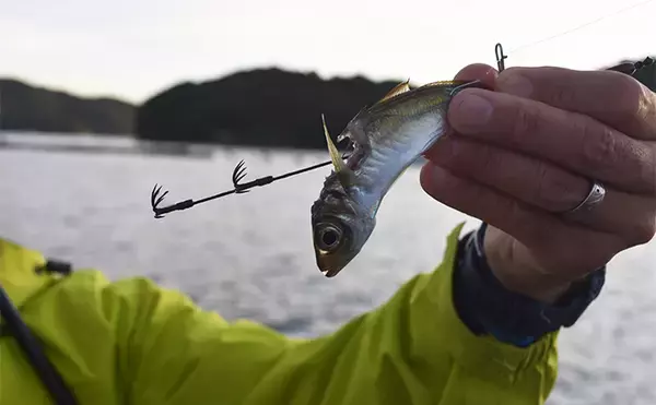 「イカダからヤエン釣りとエギングでアオリイカを狙う【三重】両釣法合わせて8匹をキャッチ」の画像