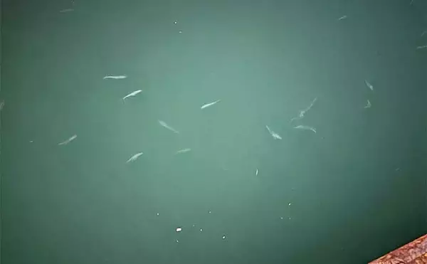 「冬のアジングの【ボウズ逃れ術】　回遊魚のアジは日によって釣果に差が出る傾向あり」の画像