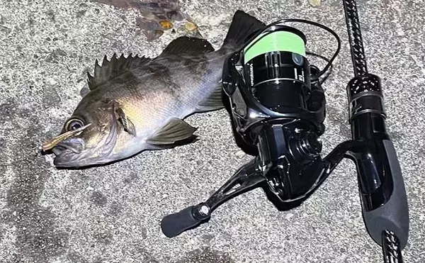 「冬のアジングの【ボウズ逃れ術】　回遊魚のアジは日によって釣果に差が出る傾向あり」の画像