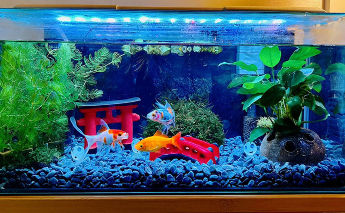 縁日の夜店で出会った【金魚を育てて分かったこと】 水槽内の環境整備 