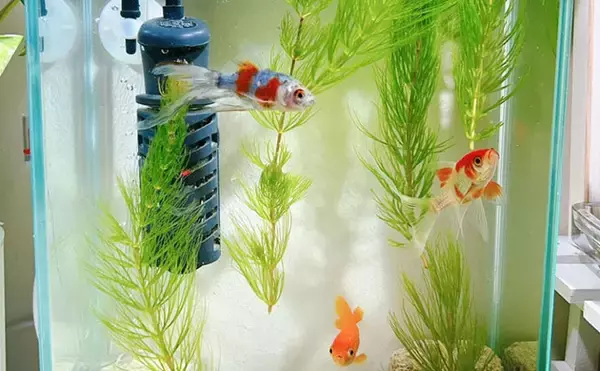「縁日の夜店で出会った【金魚を育てて分かったこと】　水槽内の環境整備が重要」の画像
