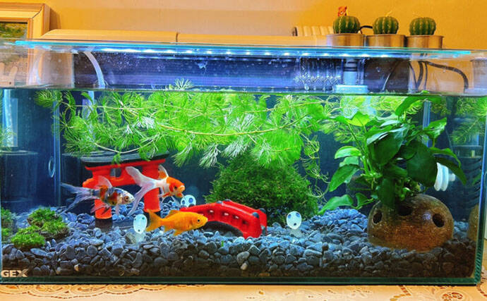 縁日の夜店で出会った【金魚を育てて分かったこと】　水槽内の環境整備が重要