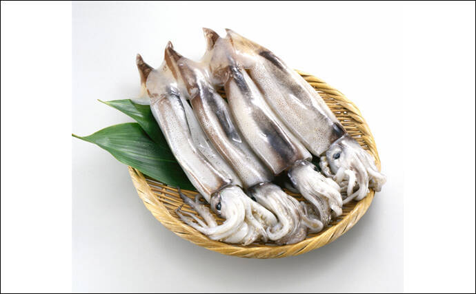 「イカといえばスルメイカ」は過去の話？　海外産の輸入イカの勢力が拡大中