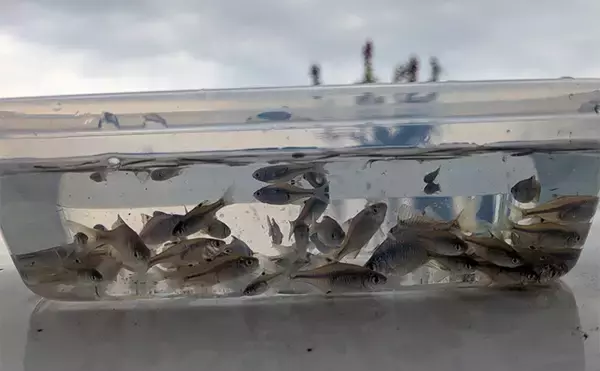 減水水路のタナゴ釣りで50匹超え達成【京都】 岸際の浅場を極小仕掛けで攻略