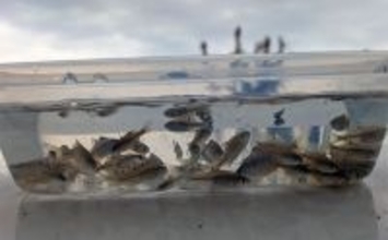 減水水路のタナゴ釣りで50匹超え達成【京都】 岸際の浅場を極小仕掛けで攻略