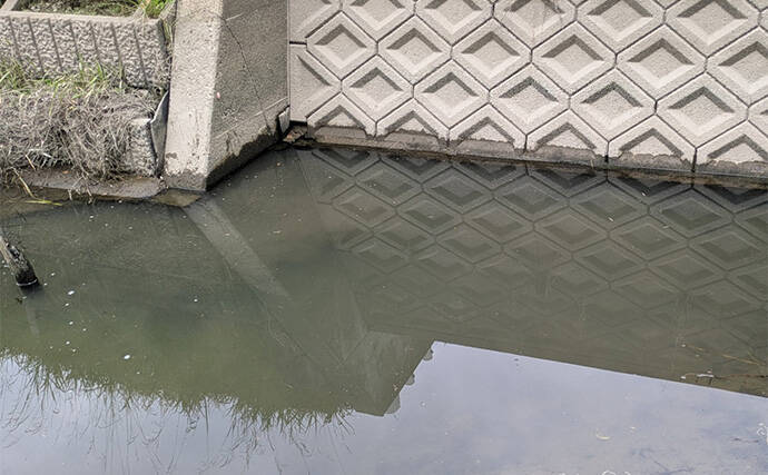 減水水路のタナゴ釣りで50匹超え達成【京都】 岸際の浅場を極小仕掛けで攻略