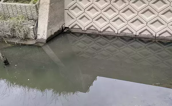 「減水水路のタナゴ釣りで50匹超え達成【京都】 岸際の浅場を極小仕掛けで攻略」の画像