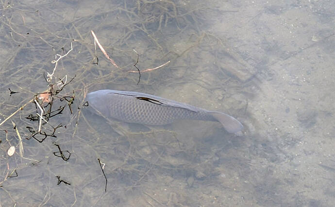 減水水路のタナゴ釣りで50匹超え達成【京都】 岸際の浅場を極小仕掛けで攻略