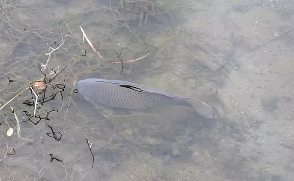 「減水水路のタナゴ釣りで50匹超え達成【京都】 岸際の浅場を極小仕掛けで攻略」の画像