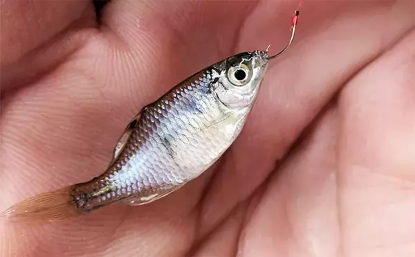 「減水水路のタナゴ釣りで50匹超え達成【京都】 岸際の浅場を極小仕掛けで攻略」の画像