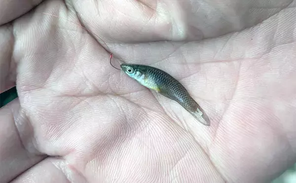 「減水水路のタナゴ釣りで50匹超え達成【京都】 岸際の浅場を極小仕掛けで攻略」の画像