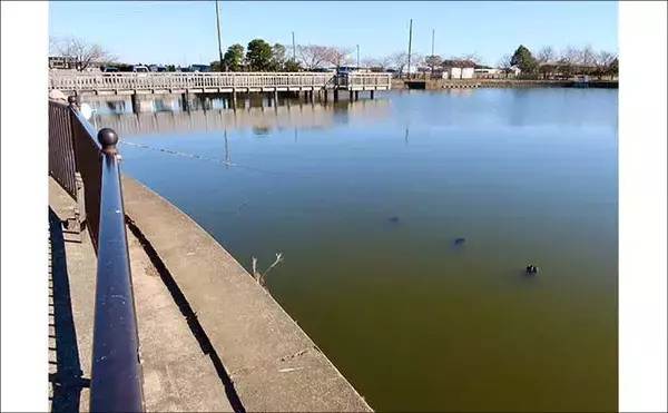 「今週のヘラブナ推薦釣り場2026【千葉・川口沼】」の画像
