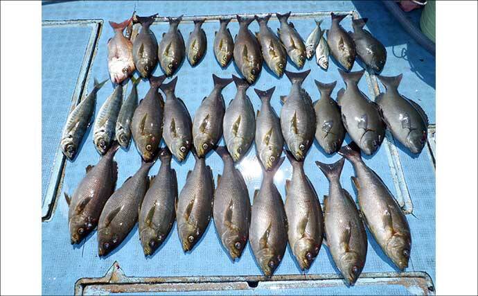 スルメイカ釣る人245匹！数釣り絶好のチャンス到来【船釣り釣果速報9選・愛知】