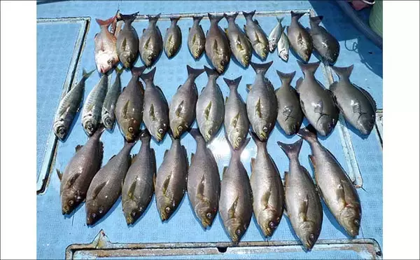 「スルメイカ釣る人245匹！数釣り絶好のチャンス到来【船釣り釣果速報9選・愛知】」の画像