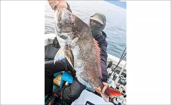 「アジング船で50cm級アジ浮上！バチコン＆ジグ単に好反応【船釣り釣果速報5選・北陸】」の画像