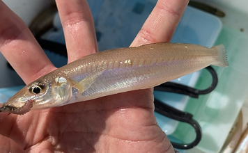 陸っぱり投げ釣り釣果レポート：吉崎海岸で14cm頭にシロギス24匹キャッチ！【三重】