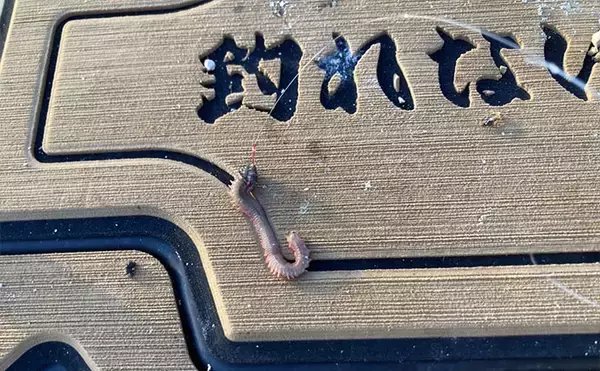 「陸っぱり投げ釣り釣果レポート：吉崎海岸で14cm頭にシロギス24匹キャッチ！【三重】」の画像