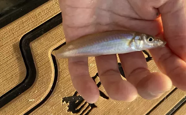 「陸っぱり投げ釣り釣果レポート：吉崎海岸で14cm頭にシロギス24匹キャッチ！【三重】」の画像