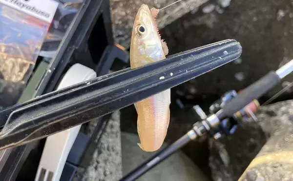 「陸っぱり投げ釣り釣果レポート：吉崎海岸で14cm頭にシロギス24匹キャッチ！【三重】」の画像