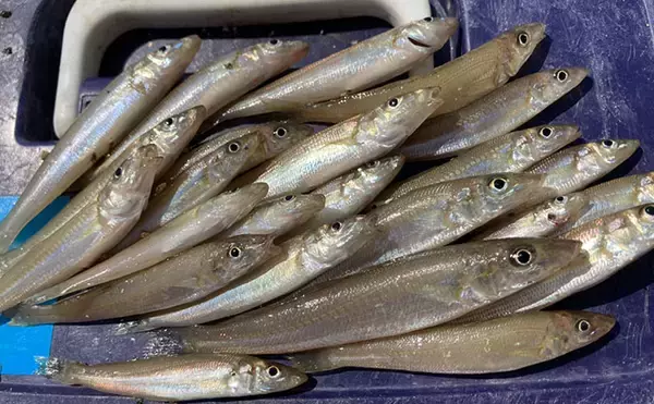 「陸っぱり投げ釣り釣果レポート：吉崎海岸で14cm頭にシロギス24匹キャッチ！【三重】」の画像