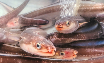 そのアナゴ、ウミヘビかも？　減り続けるアナゴ資源を埋め合わせる「代用魚」たち