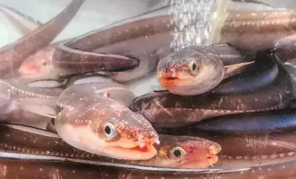 そのアナゴ、ウミヘビかも？　減り続けるアナゴ資源を埋め合わせる「代用魚」たち