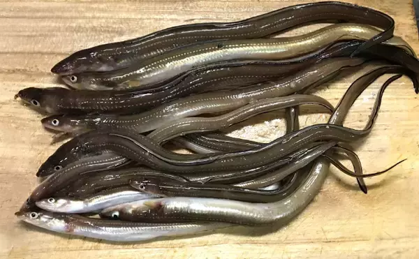 「そのアナゴ、ウミヘビかも？　減り続けるアナゴ資源を埋め合わせる「代用魚」たち」の画像