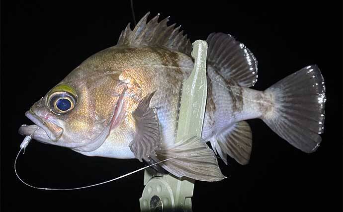 メバル釣りの魅力 陸っぱりルアー釣りファン視点で徹底解説 22年5月5日 エキサイトニュース