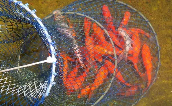 「淡水釣り堀で子連れキンギョ釣り　ウキ不使用の見釣りが難しくて面白い」の画像