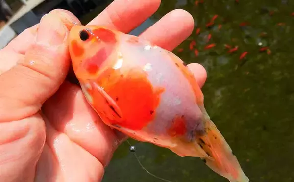 「淡水釣り堀で子連れキンギョ釣り　ウキ不使用の見釣りが難しくて面白い」の画像