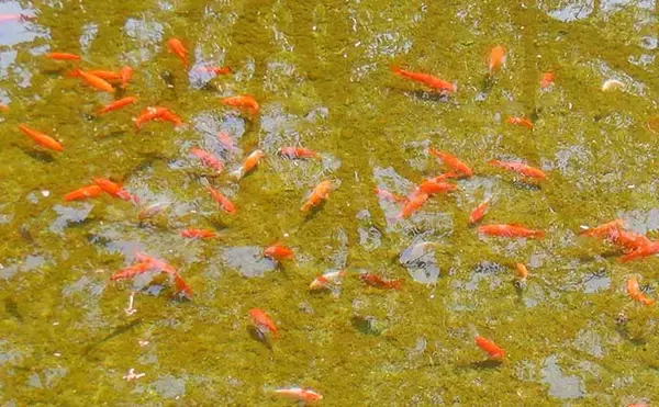 「淡水釣り堀で子連れキンギョ釣り　ウキ不使用の見釣りが難しくて面白い」の画像