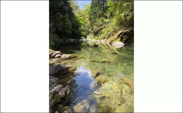 「淡水エサ釣りで『カワムツ』キャッチ＆イート　米粒エサ的中で連発？」の画像