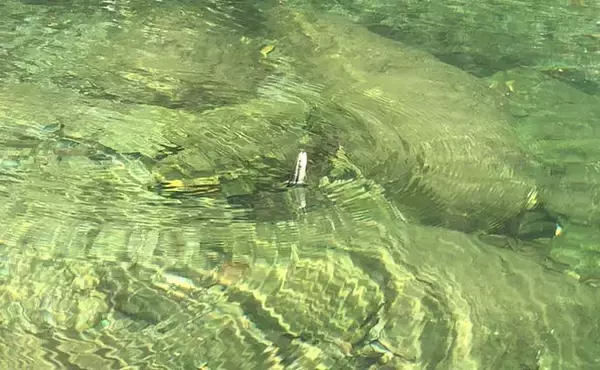 「淡水エサ釣りで『カワムツ』キャッチ＆イート　米粒エサ的中で連発？」の画像