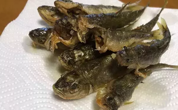 「淡水エサ釣りで『カワムツ』キャッチ＆イート　米粒エサ的中で連発？」の画像