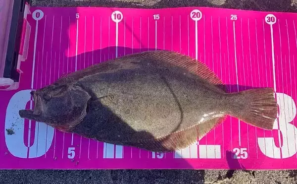 「田原サーフでのルアー釣りで本命ヒラメと対面成功【愛知】シンキングペンシルにヒット」の画像