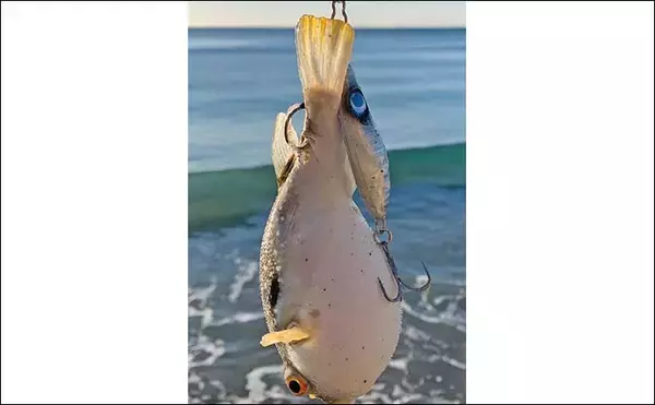「田原サーフでのルアー釣りで本命ヒラメと対面成功【愛知】シンキングペンシルにヒット」の画像